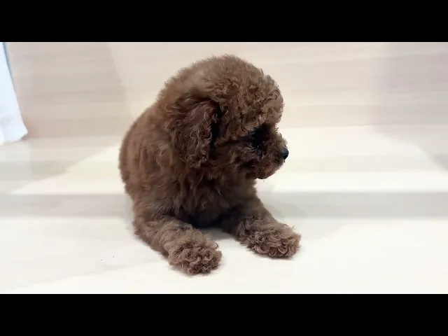 動画