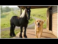 Download Lagu 🐕When your dogs brings home a friend 🙈🤣Funniest Dog Video!