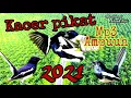 Download Lagu PIKAT BURUNG KACER DENGAN SUARA PIKAT KACER RIBUT INI... LIHAT HASILNYA...