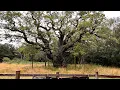 Download Lagu VLOG: Sandra \u0026 Simon: from Woodland Forest to Sandy Beaches!