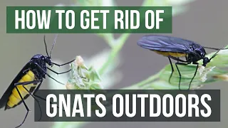 Download How to Get Rid of Gnats Outdoors (4 Easy Steps) MP3