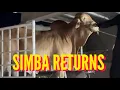 Download Lagu SIMBA RETURNS? 😱🔥❤️😍