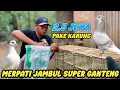 Lagu GANTENG POL  BELI MERPATI DALAM KARUNG HARGA JUTAAN 