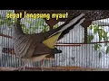 Download Lagu Perkutut lokal suara bagus buat pancingan yang susah bunyi.