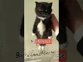 Lagu If Your Cat Hates Being Touched… Watch This 😳#cat #catshorts #cutecat #catlovers