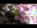 Download Lagu Frédéric Chopin - Spring Waltz