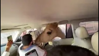 كوكسال بابا والجمال   دندنها