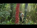 Download Lagu CEO leaves the city for the forest: experiences bathing in streams, cooking, returning to the wild..