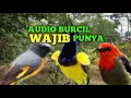 Download Lagu Pikat burcil kombinasi burung cabean burung sogok ontong dan burung mantenan kecil ||teruji audionya