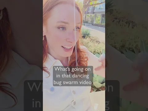 What's going on in that bug swarm video