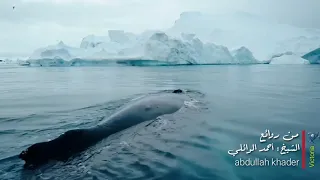 الشيخ الوئلي يتكلم عن بعض النفوس الضيقه كلام جميل 