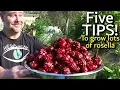 Download Lagu 5 Tips How to Grow a Ton of Rosella in One Raised Garden Bed