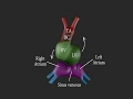 Development of the Heart 3D