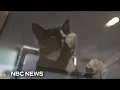 NYC animal shelters hit record crowding as pet surrenders surge