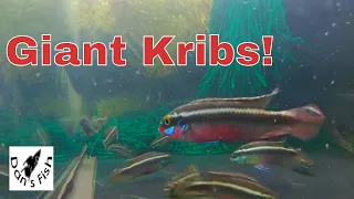 Download Pelvicachromis sacrimontis Azumini River MP3