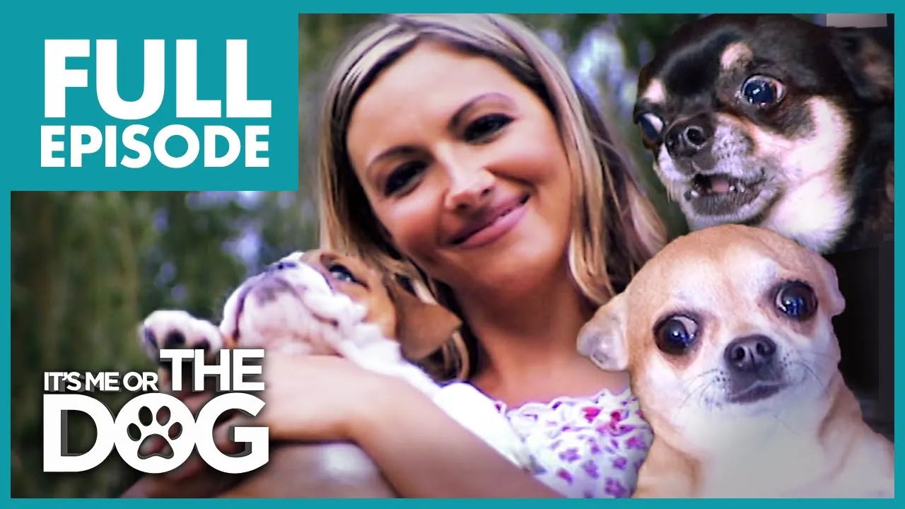 The Chihuahua Brat Pack: Jodie Marsh | Full Episode | It's Me or the Dog