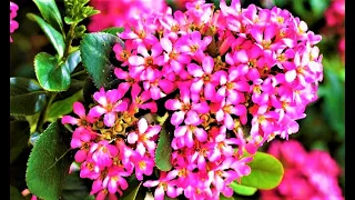 Download Evergreen fragrant shrub. Blooms all summer until frost MP3