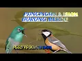 Download Lagu Pancingan Burung Merdu Pleci VS Gelatik Batu