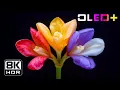 BEST OF OLED – Colorful Flower Blooming in 8K HDR | Dolby Vision™