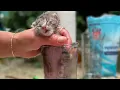 Epsom Salt soak for kitten with Necrotizing Staph infection Sansa