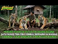 VIRAL !! 1 TAHUN HILANG DIHUTAN TERLARANG PEMUDA INI DATANG BERSAMA HARIMAU , SEKETIKA RAHASIA ..