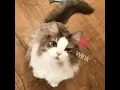 meow cat gif