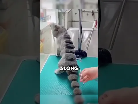 Cat: "I want that prehistoric beast look" 🦖