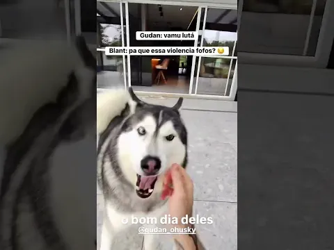 DOIS HUSKIES COMPLETAMENTE DIFERENTES: