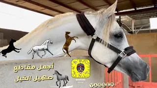 صهيل الخيل   صوت الخيل   صوت الحصان   صهيل الحصان حصان اطفال حصان دندنها