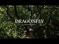 Download Lagu Dragonfly - Jonathan Ogden (Lyric Video)