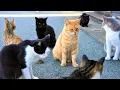 Download Lagu Een paradijs voor katten? Een bezoek aan het katteneiland waar 200 katten leven [Ainoshima]
