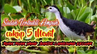 Download Suara Pikat Burung Wak Wak Betina  Mp3 paling ampuh Yang Bandel Pasti Keluar MP3