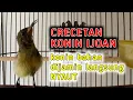Download Lagu KONIN IJOAN GACOR ampuh untuk memancing konin BAHAN agar cepat bunyi