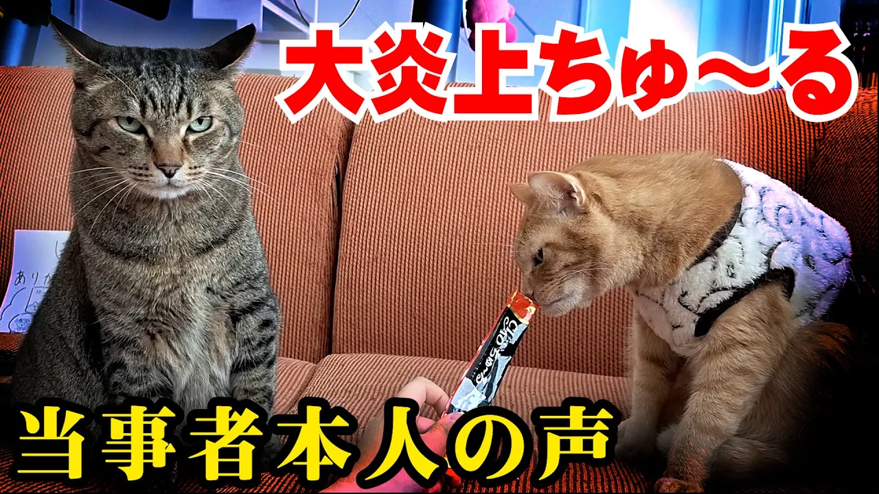 【中毒】ちゅ〜るがヤバすぎる!當事者の意見を聞いてみた!