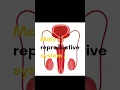 Male reproductive system 🤯 #shorts