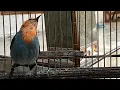 SUARA KICAU BURUNG KEMADE JANTAN GACOR NGEPLONG VOLUME KERAS | PANCINGAN CIT KERES