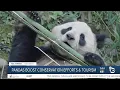 Pandas boost conservation efforts and tourism
