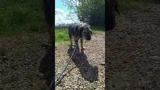                            دندنها