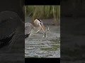 Download Lagu Great blue heron stabs a huge fish 🐟 in middle of heavy rain  !!! #wildlifeshorts #birds #sonya1