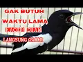 Lagu GAK BUTUH WAKTU LAMA KACER DIAM DAN SUAH BUNYI LANGSUNG IKUT GACOR
