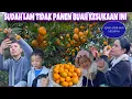Lagu BUAHNYA LEBAT MENYAINGI DAUN, SUDAH LAMA TIDAK PANEN JERUK SANTHANG DI CHINA SEKARANG SAATNYA PANEN