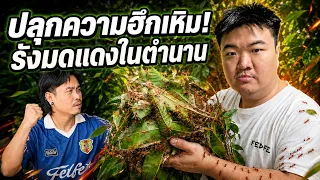 ปลุกความฮึกเหิมรังมดแดงในตำนาน! แป๊ะดูดแหนม X TAR FEDFE