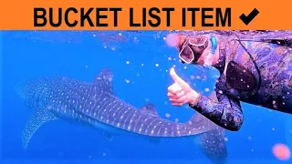 Amazing WHALE SHARK swim with Sailing Zatara – Ep 112