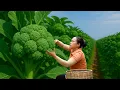Download Lagu Harvesting Broccoli and Selling It at the Market, Making Banana Cake, Cooking Pig Food