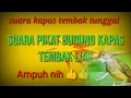 Download Lagu Suara burung kapas tembak / suara Pikat burung kapas tembak tunggal