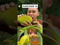 Download Lagu Mukbang Nangka Muda #mukbangnangkamuda #mukbang #bambang #asianmukbanger #mukbangindonesiafood