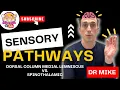 Sensory Ascending Pathways Touch vs Pain and Temperature