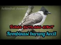 Download Lagu suara pikat Burung Kutilang Ribut Kombinasi Burcil, tak butuh lama langsung dapat,ampuh dan terbukti