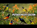 Lagu Putar pasti gacor‼️ Pancingan sogon agar emosi bunyi ngleper