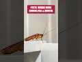 Download Lagu Quick Guide to Getting Rid of Roaches this Fall!